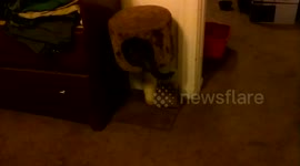 Blessings  a trained kitten