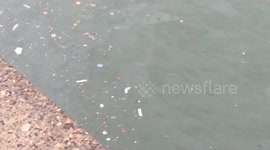 Used condoms float to the surface as more sewage is dumped into Montreal river