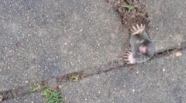 Supercute: Mole crawling between the tiles!