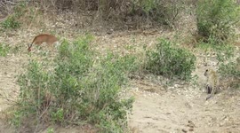 Amazing Leopard Ambush ! Leopard and Prey Roll Down a Slope in Kruger National Park.