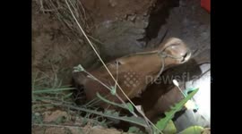 400kg pregnant cow rescued from manhole