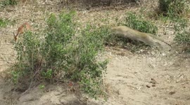 Leopard makes dramatic leap to catch steenbok