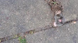 Cute mole gets stuck in pavement