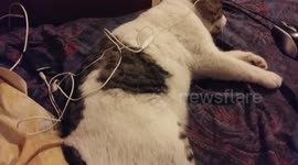 Cat Love to listen the song ''Hello-Adele''   in headphones and rellax