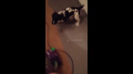 Cute puppy hates the vacuum cleaner