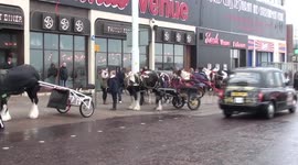 equine pub crawl