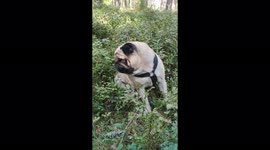 After having breakfast in the forest my pug doesn't feel completely full so he finds some other protein as a snack.