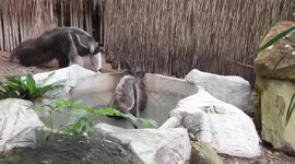 Zookeeps build new toilets for giant anteaters in Thailand