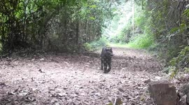 Rare black panther spotted walking along forest trail of Thai national park