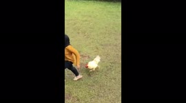 Funny moment angry chicken chases woman for metres without giving up