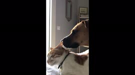 'Cat feels annoyed by adorable dog's love
'