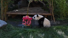 Madrid Zoo celebrates first birthday of cute panda twins