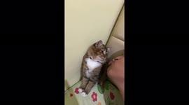 Man pouts to get a kiss and nasty cat bites him instead