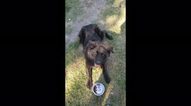 'Owner tests dog's patience by preventing her from eating her favorite treats  
'