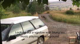 Mule deer buck and black bear both run from each other at private residence in Idaho.