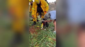 Deaf dog rescued after falling down 100ft ravine in California