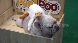 Cute cats and dogs join Pet Expo Championship in Bangkok
