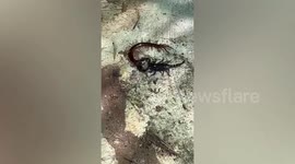 Shocked homeowner finds scorpion grappling with centipede in his yard