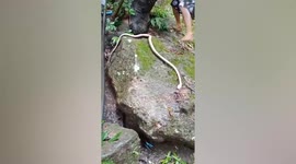 Residents pull out rat snake clogging water supply pipe in Thailand