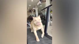 'Gym rat' pitbull hops on treadmill after seeing owner working out