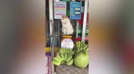 Vigilant cat guards owner's fruit market counter