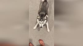 Funny husky gets her morning zoomies and runs across house at speed of light