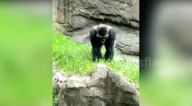 Female silverback gorilla displays dominance beating her chest in Texas zoo