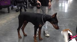 Animal lovers take beloved furry friends with them to Pet Expo Championship in Bangkok