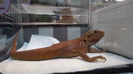 Exotic animals displayed at Pet Expo Championship in Bangkok