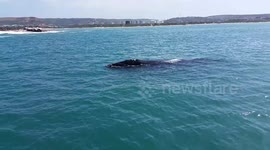 Southern right whale comes right up close to a boat on the coast of South Africa and relaxes with people