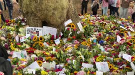 Queens floral tribute green park- tree covered in flowers for the queen
