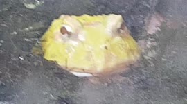 PAC man Frog was yellow colour and hiding in the muddy boggy slush