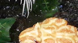 PAC man Frog was bright yellow and they are unusual frogs to see