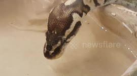 Python Snake goes to drink water out the bowl and slithers around it's tank house
