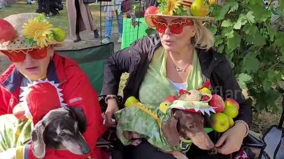 The annual dachshund parade in St Petersburg, Russia features adorable puppies wearing funny costumes