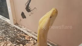 Bermes Python is a whopping 10 Stone and still growing so may get extremely large