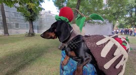 10th annual sausage-dog parade in St Petersburg, Russia. The theme of this year is food.