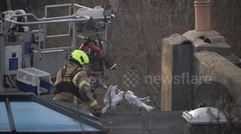 Trapped fighting seagulls turn on fireman rescuer