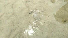 Funny little playful crab keep spinning around in water
