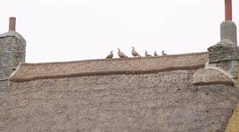 Traditional Thatched roof on Grade two Sleepy Thatch cottage, with animals on the ridge made of straw. East Prowl Devon UK.