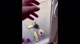 This rooster comes every morning to get up