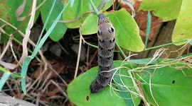 Elephant hawk moth on the move in an English garden