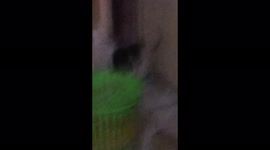Hilarious Cats play-fight together and enjoying each other while at it.
