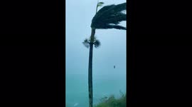 Typhoon Muifa: Tree sways in fierce wind in Ishigaki Island, Japan