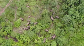 More than 100 wild elephants caught ravaging crops ushered back to jungle in Thailand