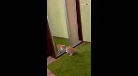 Curious cat tries to fight her own reflection
