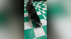 Naughty pet Siberian Husky turns owner’s slippers into chew toy