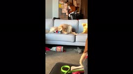 Dramatic Golden Retriever throws a hissy fit after losing his toy