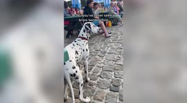 Dalmatian's hilarious reaction to hearing a brass band for the first time