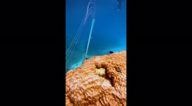 Incredibly rare juvenile oarfish found on northeastern Australian coast
